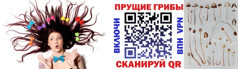Галлюциногенные грибы Psilocybine cubensis  Купить  Межгорье 